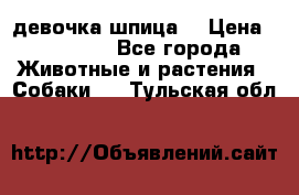 девочка шпица  › Цена ­ 40 000 - Все города Животные и растения » Собаки   . Тульская обл.